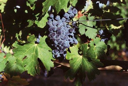 Grapes
